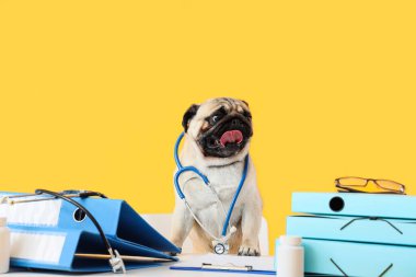 Cute pug dog with stethoscope and folders at table on yellow background clipart