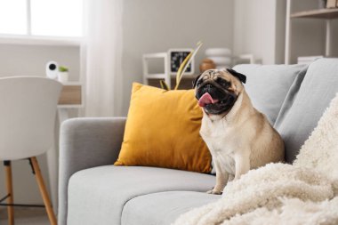 Şirin köpek evdeki güvenlik kameraları eşliğinde kanepede oturuyor.