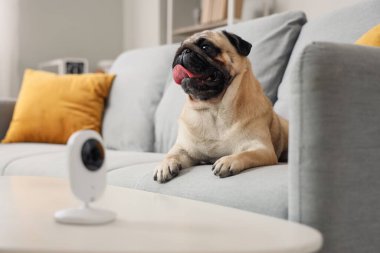 Evdeki güvenlik kameraları eşliğinde kanepede uzanan sevimli pug köpeği.
