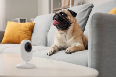 Cute pug dog lying on sofa under video surveillance at home, closeup clipart