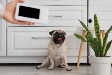 Mutfakta sahibi olan sevimli pug dog gözetim altında.