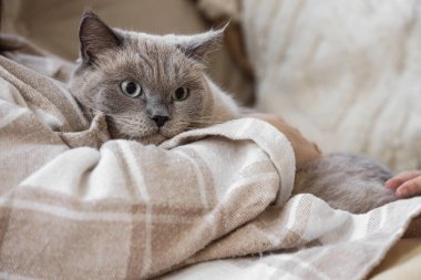 Şirin İngiliz Shorthair kedisi olan genç bir kadın evdeki kanepede oturuyor, yakın plan.