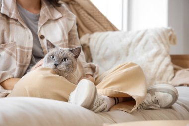 Şirin İngiliz Shorthair kedisi olan genç bir kadın evdeki kanepede oturuyor, yakın plan.