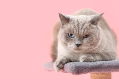 Şirin İngiliz Shorthair kedisi pembe arka planda tırmalama direğinde yatıyor, yakın plan.