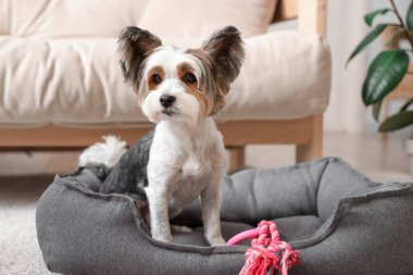 Şirin Biewer Terrier köpeği evcil hayvan yatağında