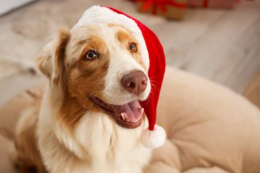 Noel arifesinde evde Noel Baba şapkalı Avustralya çoban köpeği, yakın plan.