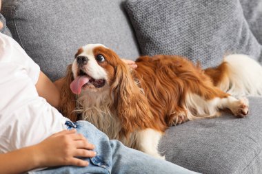 Evdeki kanepede oturan sevimli Kral Charles Spaniel köpeği olan küçük kız.