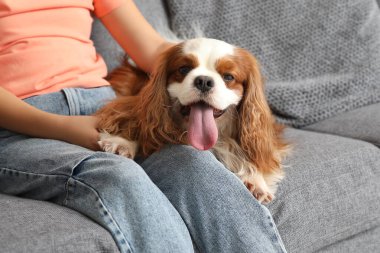 Evdeki kanepede oturan sevimli Kral Charles Spaniel köpeği olan küçük kız.