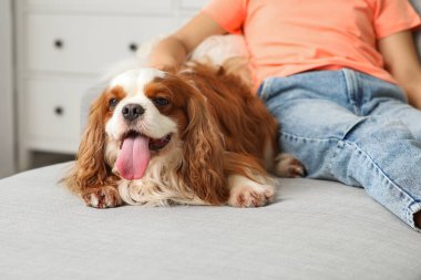 Evdeki kanepede oturan sevimli Kral Charles Spaniel köpeği olan küçük kız.