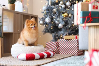 Evde puf puf üzerinde oturan Noel şekerli tatlı Pomeranya köpeği.