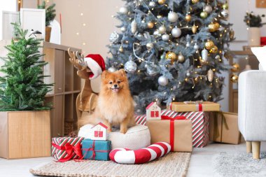 Hediye kutuları ve Noel süsleriyle evde puf üzerinde oturan sevimli Pomeranya köpeği.