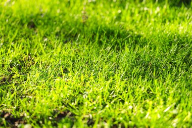 Güzel sonbahar parkında çimenler, yakın plan