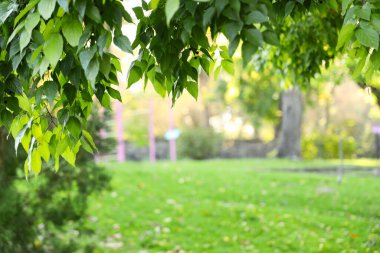 Sonbahar parkında yeşil yapraklı güzel ağaçlar