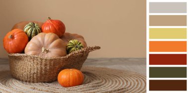 Odada bej duvarın yanında farklı balkabaklarıyla hasır sepet. Farklı renk desenleri