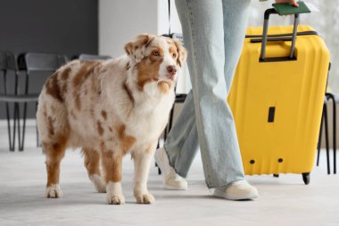 Female tourist with suitcase and Australian Shepherd dog walking at airport