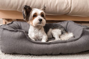 Şirin Biewer Terrier köpeği evcil hayvan yatağında yatıyor.