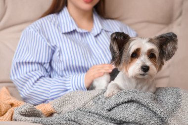 Ekoseli ve şirin Terrier köpeği olan genç bir kadın evdeki kanepede dinleniyor, yakın plan.