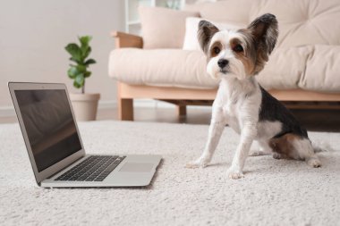 Evde dizüstü bilgisayarı olan şirin bir Terrier köpeği.