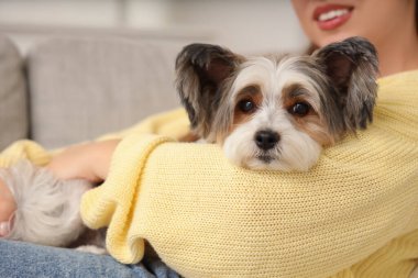 Biewer Terrier köpeğiyle evdeki kanepede uzanan genç kadın, yakın plan.