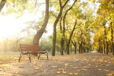 Sonbahar parkında güneşli bir günde yapraklarla benç.