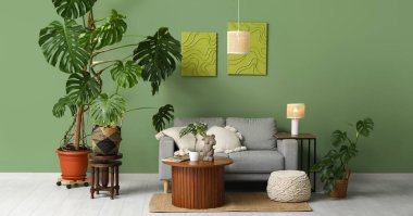 Monstera houseplants, wooden  table and grey sofa near green wall