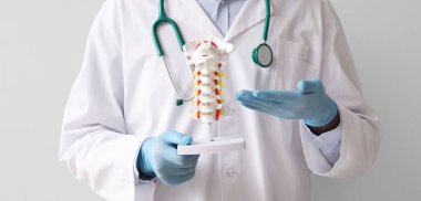 Erkek doktor gri arka planda omurga modeli tutuyor.