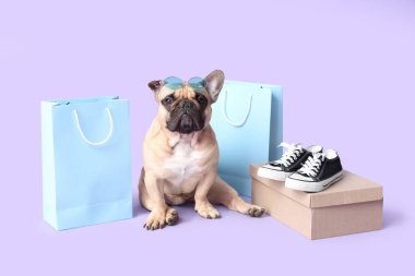 Mor arka planda alımları olan sevimli Fransız bulldog 'u.