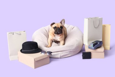 Şirin Fransız bulldog 'u evcil hayvan yatağında oturuyor. Mor arka planda alışverişlerin yanında.