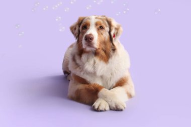 Leylak arka planında sabun köpükleri olan tatlı Avustralya çoban köpeği.