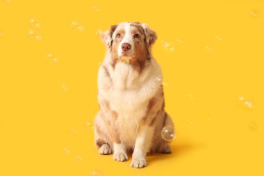 Sarı arka planda sabun köpükleri olan tatlı Avustralya çoban köpeği.