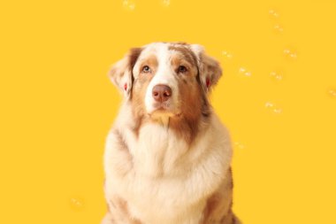 Sarı arka planda sabun köpükleri olan tatlı Avustralya çoban köpeği.