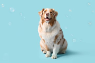 Mavi arka planda sabun köpükleri olan tatlı Avustralya çoban köpeği.