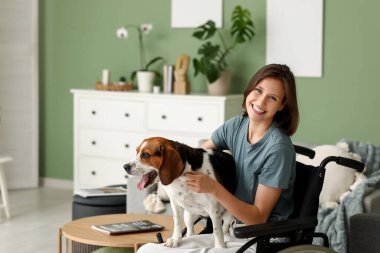 Tekerlekli sandalyede güzel bir kadın evde sevimli bir tazı köpeğiyle sarılıyor.