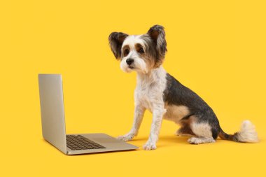 Sarı arka planda dizüstü bilgisayarı olan şirin Terrier Terrier köpeği.