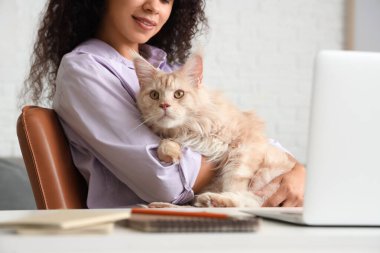 Güzel, genç, mutlu bir Afro-Amerikan kadın dizüstü bilgisayarla çalışıyor ve sevimli Maine Rakun kedisi evde, yakın plan.