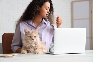 Güzel, genç, mutlu bir Afro-Amerikan kadın dizüstü bilgisayar, bir fincan çay ve sevimli Maine Rakun kedisiyle evde çalışıyor.