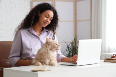 Güzel, genç, mutlu bir Afro-Amerikan kadın dizüstü bilgisayarla çalışıyor ve sevimli Maine Rakun kedisi evde.