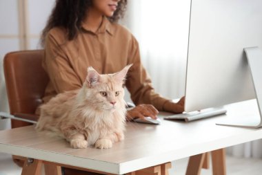 Güzel, genç, mutlu, Afro-Amerikan bir kadın PC ve sevimli Maine Rakun kedisiyle çalışıyor.