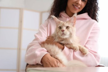 Güzel, genç, mutlu, Afro-Amerikan bir kadın ve sevimli Maine Rakun kedisi.