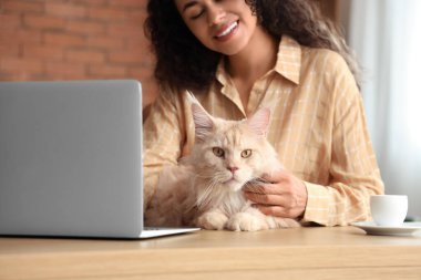 Güzel, genç, mutlu bir Afro-Amerikan kadın dizüstü bilgisayarla çalışıyor ve sevimli Maine Rakun kedisi evde.
