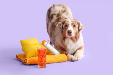 Kokteyl ve plaj aksesuarları olan şirin Avustralya çoban köpeği. Turizm konsepti