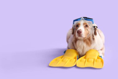 Yüzgeçli ve eflatun kaplamalı şirin Avustralya çoban köpeği. Turizm konsepti