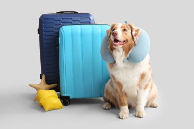 Seyahat yastığı ve beyaz arka planda bavulları olan sevimli Avustralya çoban köpeği. Turizm konsepti