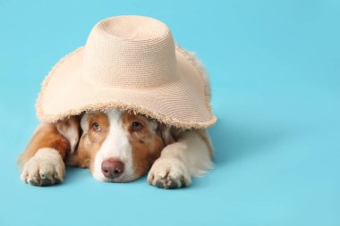 Mavi arka planda yatan şapkalı şirin Avustralya çoban köpeği. Turizm konsepti