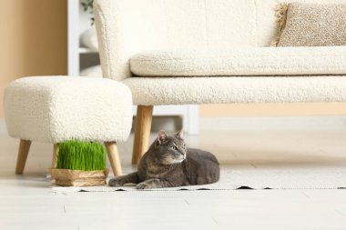 Oturma odasındaki kanepenin yanında yeşil çimenleri olan sevimli gri kedi.