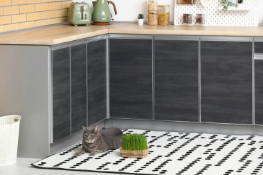 Mutfakta yerde mikro yeşili olan sevimli gri kedi.