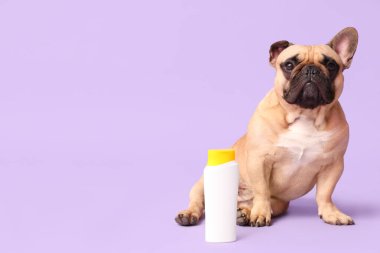 Leylak arka planında güneş kremi olan sevimli Fransız bulldog.