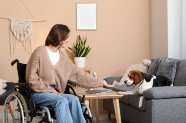 Tekerlekli sandalyedeki genç ve güzel kadın ve evde sevimli bir Beagle köpeği var.