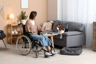 Tekerlekli sandalyedeki genç ve güzel kadın ve evde sevimli bir Beagle köpeği var.