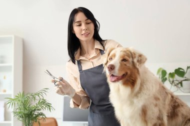 Makasla kadın kuaför ve kuaförde Avustralyalı çoban köpeği.